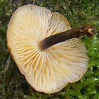Enokitake 